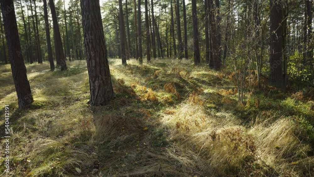 Walk on a sunny day through the autumn coniferous forest in autumn. Green firs and pines from the forest of the national park. Latvia Walk on a sunny day through the autumn coniferous forest in autumn. Green firs and pines from the forest of the national park. Latvia