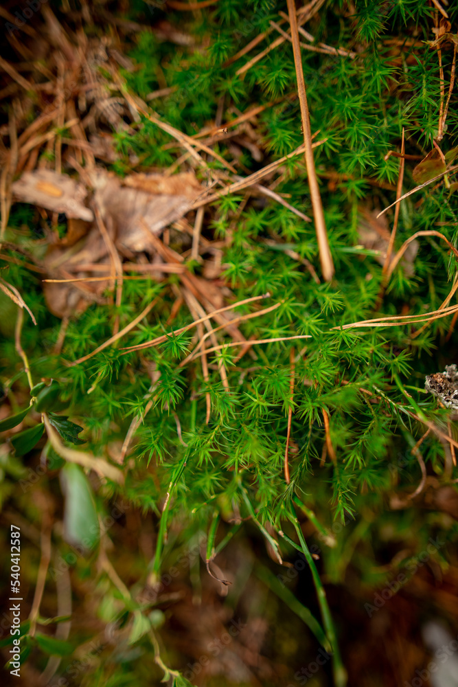 juicy green sphagnum moss on the ground in the Ukrainian forest among forest needles and leaves