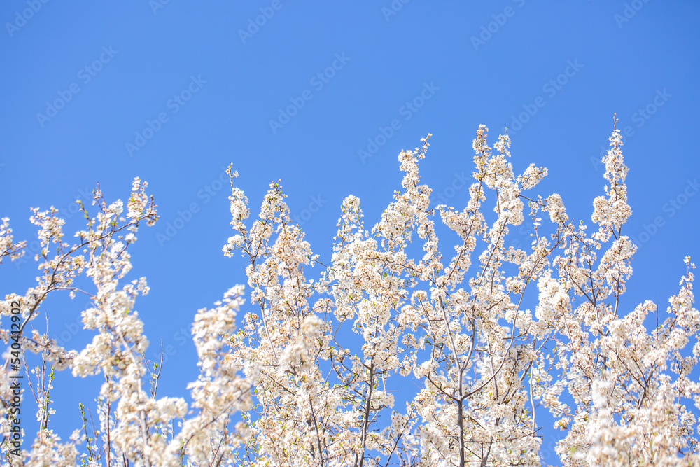 White flowers bloom in the trees. Spring landscape with blooming sakura tree. Beautiful blooming garden on a sunny day. Copy space for text. White flowers bloom in the trees. Spring landscape with blooming sakura tree. Beautiful blooming garden on a sunny day. Copy space for text.