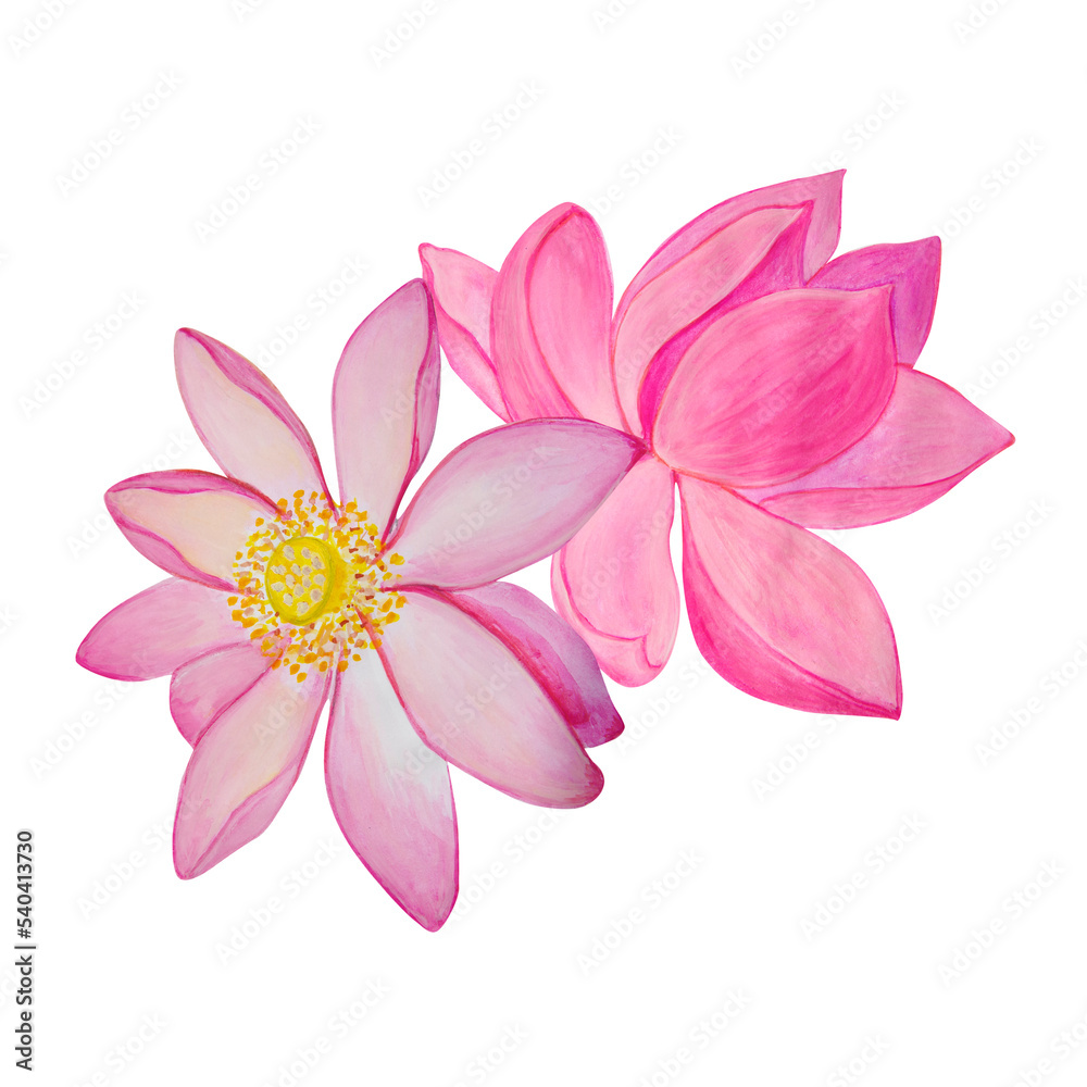 Obraz premium Two lotuses painted in watercolor and isolated on a transparent background.