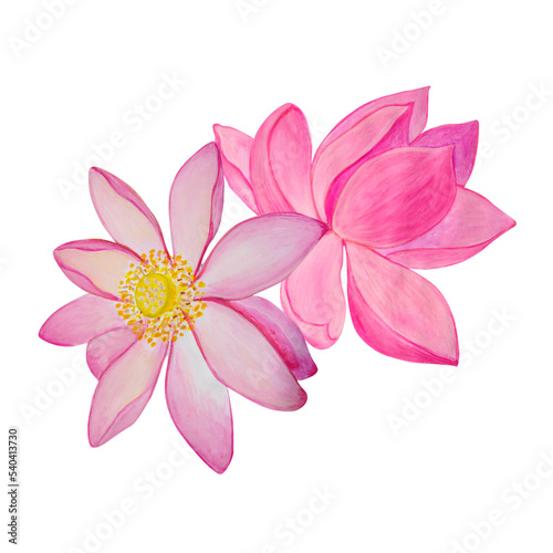 Two lotuses painted in watercolor and isolated on a transparent background. © qwertfak