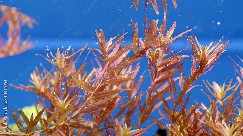 Beautiful freshwater aquarium with many green plants which exudes