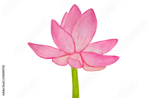 Lotus flower painted in watercolor. Side view. Isolated on white background.