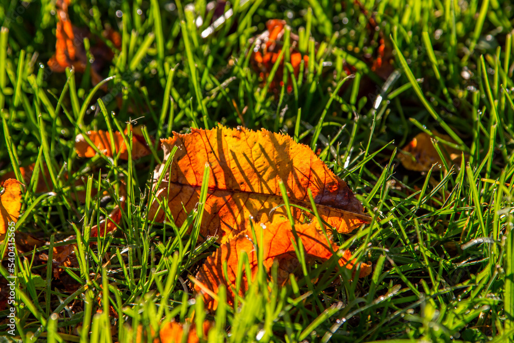 autumn background. autumn yellow leaves lie on green grass in the rays of the morning sun. autumn background. autumn yellow leaves lie on green grass in the rays of the morning sun.