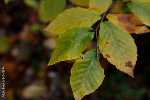 multicolored beech leaves on a branch in autumn on a dark blurry background