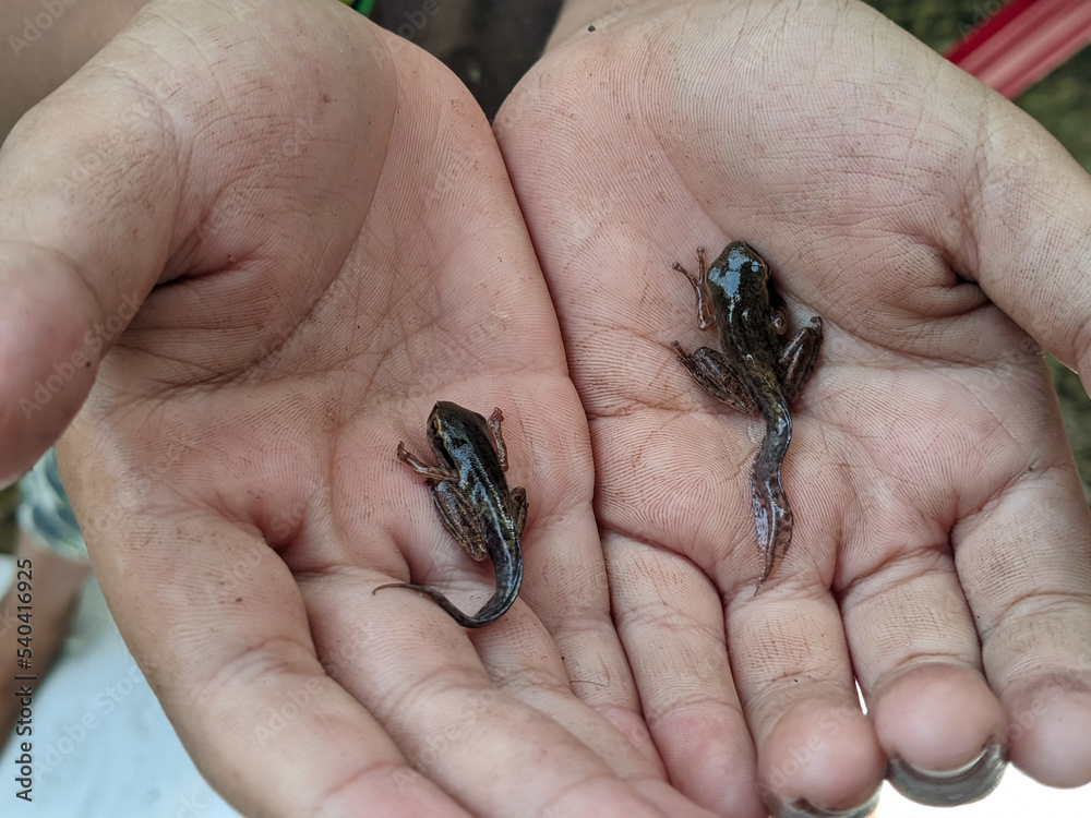 Hand holding tadpoles