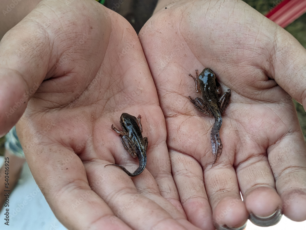 Obraz premium Hand holding tadpoles