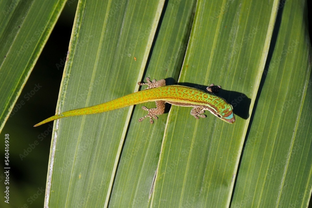 Ornate day Gecko from Mauritius on palm tree 