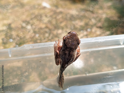 Close up of frogs or tadpoles beside the pond photo