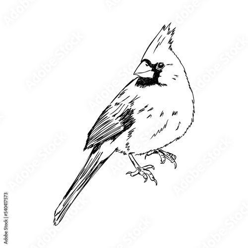 Cardinal bird sketch, vector illustration. Hand drawn red cardinal bird. Engraved illustration. Cardinal bird sitting on a branch. Hand drawn sketch.