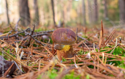 A young mushroom with a slug. Gyroporus. photo