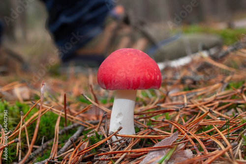 Red head, white stem, russula mushroom. Behind him, in the background, is the mushroom picker's shoe.