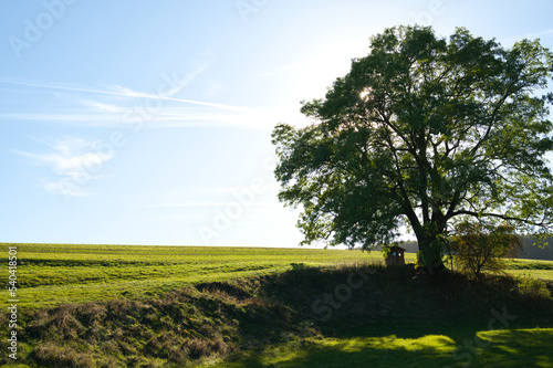 mächtiger Baum