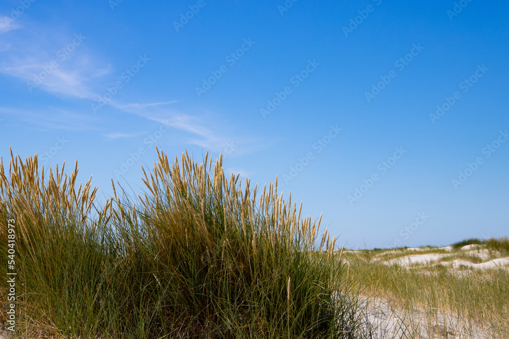 Close up of beach or marram grass, also called Ammophila arenaria or Strandhafer Close up of beach or marram grass, also called Ammophila arenaria or Strandhafer