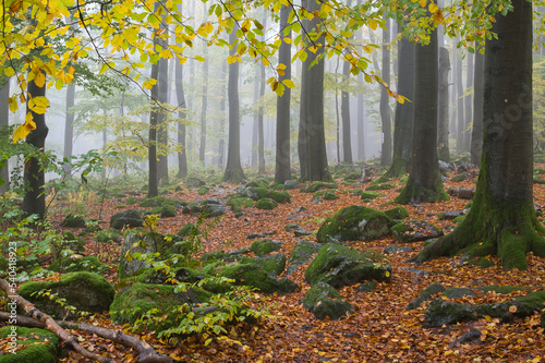Herbstwald
