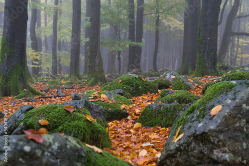 mystischer Wald