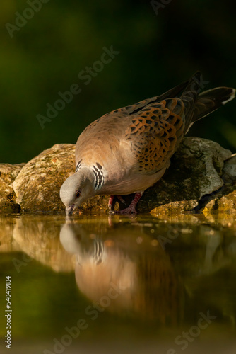 Turtle Dove in to the forest