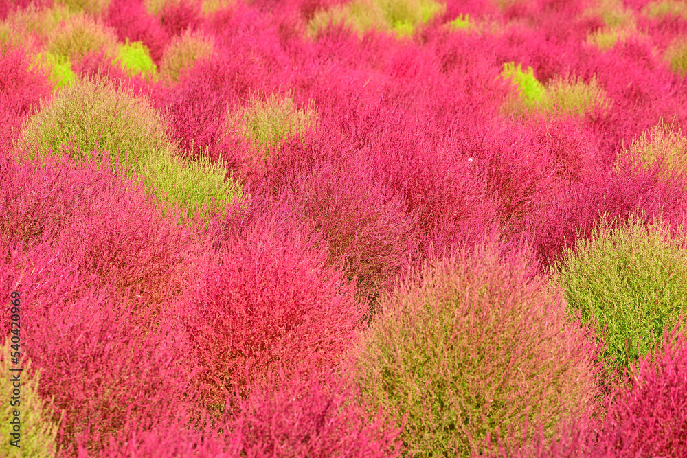 t the beginning of fall t the beginning of fall