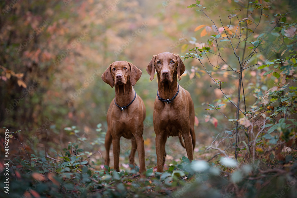 Hungarian Vizsla dogs in autumn forest Hungarian Vizsla dogs in autumn forest