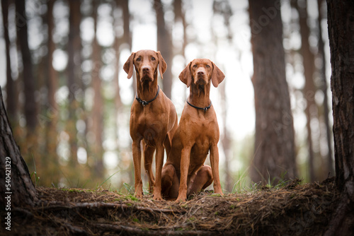 Canvas Print Two hungrarian Vizsla dogs portrait in forest