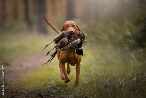 hunting dog vizsla wirehair retrieve apport  photo