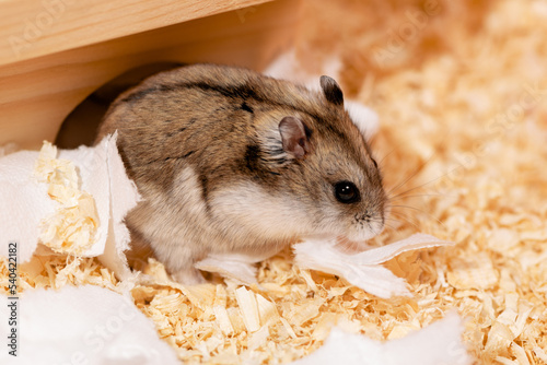 Hamster standing near hole on sawdust, side view