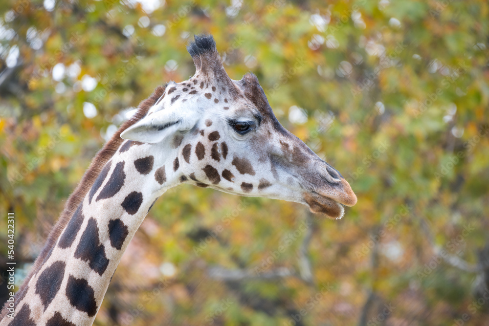animal portrait close head giraffe funny chewing animal portrait close head giraffe funny chewing