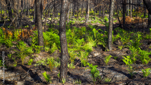 Forêt des Landes de Gascogne, calcinée après le passage des incendies de l'été 2022, à proximité de Landiras © Anthony