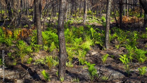 Forêt des Landes de Gascogne, calcinée après le passage des incendies de l'été 2022, à proximité de Landiras