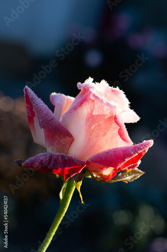 rose flower in the first frost	