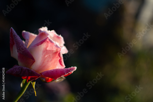 rose flower in the first frost	