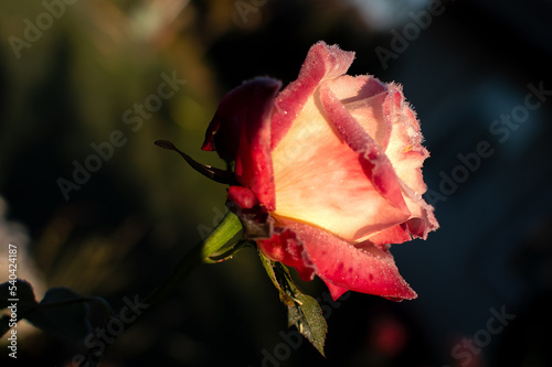 rose flower in the first frost	