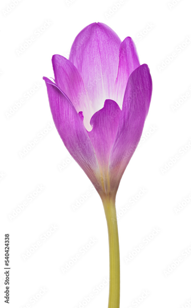Fototapeta premium large lilac and white closed crocus bloom