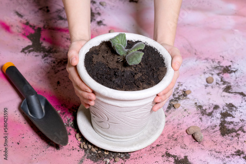 home growing in a pot is held by female hands next to it lies a garden scoop