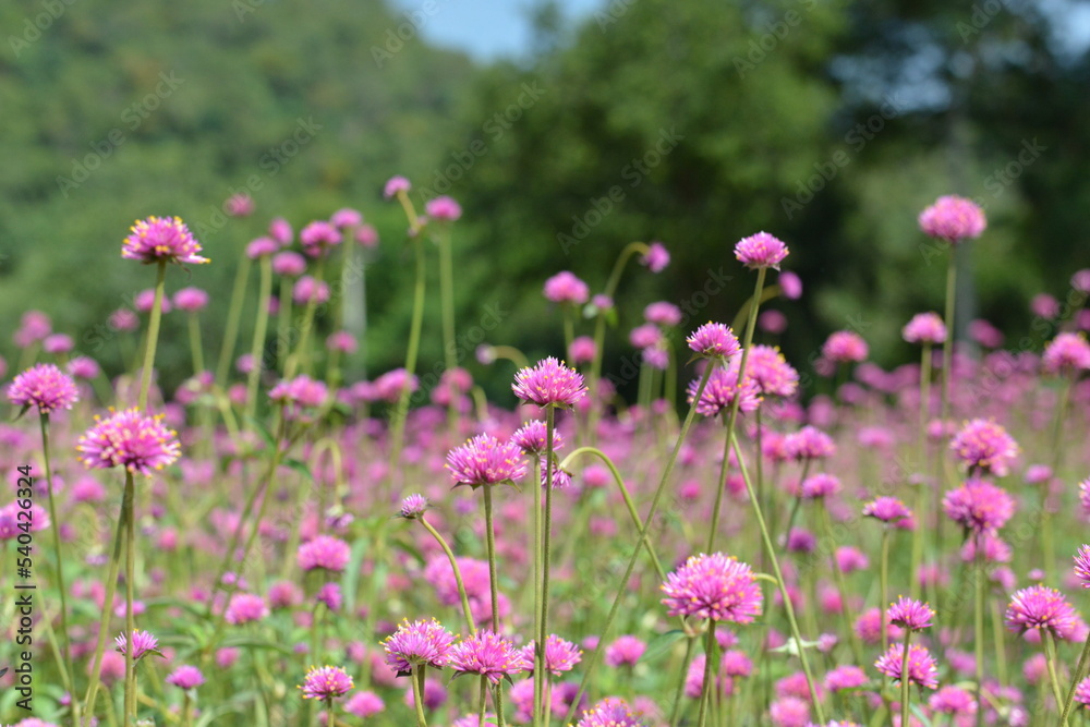 field of flowers