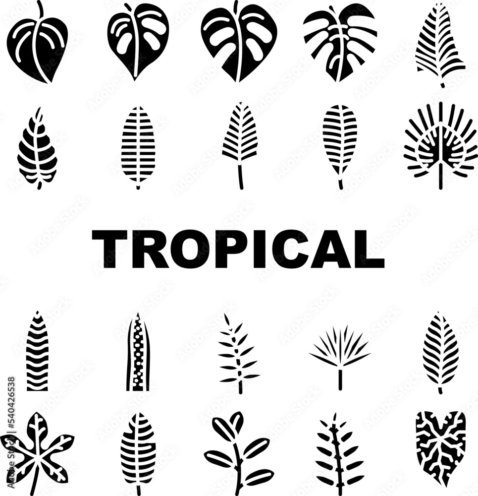 leaf tropical plant palm jungle icons set vector. summer exotic, green foliage, nature forest, botanical tree, floral garden, spring leaf tropical plant palm jungle glyph pictogram Illustrations
