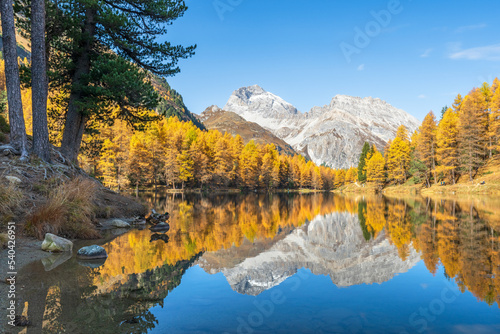 Herbstlicher Lärchenwald am Palpuognasee, Lai da Palpuogna, Albula-Alpen, Preda, Bergün, Graubünden, Schweiz