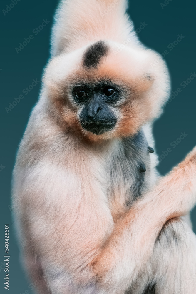 Obraz premium Close-up of a Monkey