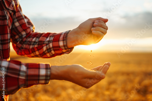 The Hands Of A Farmer Close-up Holding A Handful Of Wheat Grains In A Wheat Field. Rich Harvest.