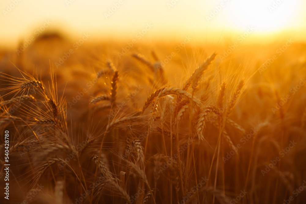 Ears of golden wheat close up at sunset. Summer background of ripening ears of landscape.