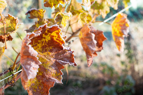 first frost and frozen leaves