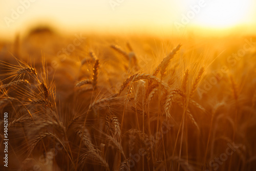 Ears of golden wheat close up at sunset. Summer background of ripening ears of landscape.
