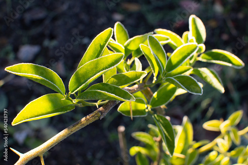 first frost and frozen leaves