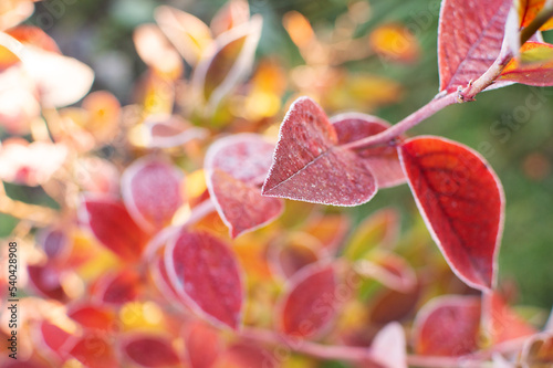 first frost and frozen leaves