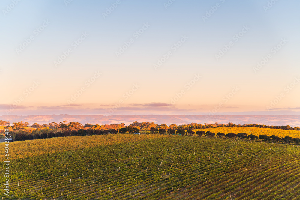 Vineyard in McLaren Vale at sunset, South Australia.