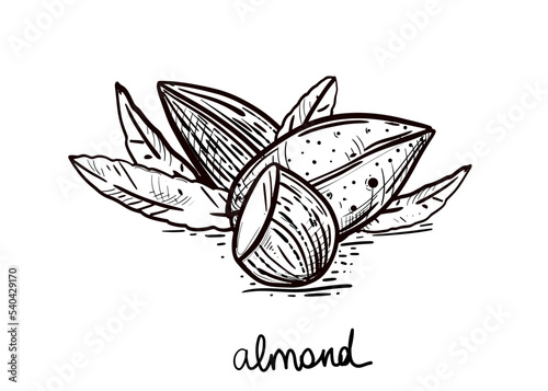 Hand drawn sketch black and white heap, pile almond beans. Vector illustration. Elements in graphic style label, card, sticker, menu, package. Engraved style illustration.