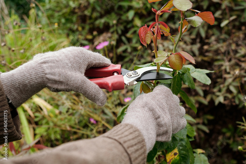 Gloved hands of gardener with scissors pruning top of rose bush growing on flowerbed in the garden while taking care of plants photo