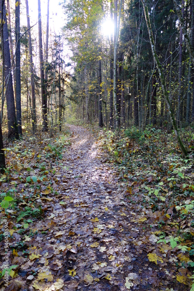 path in the woods