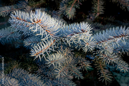 Close-up of frost-bitten spruce branches with ice crystals on their needles