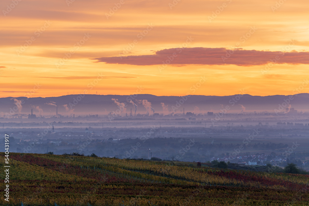 morning mist over vineyards and the Rhine Valley